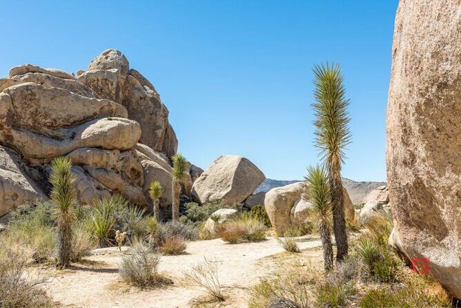 Self-Guided Driving Audio Tour in Joshua Tree National Park - Frequently Asked Questions