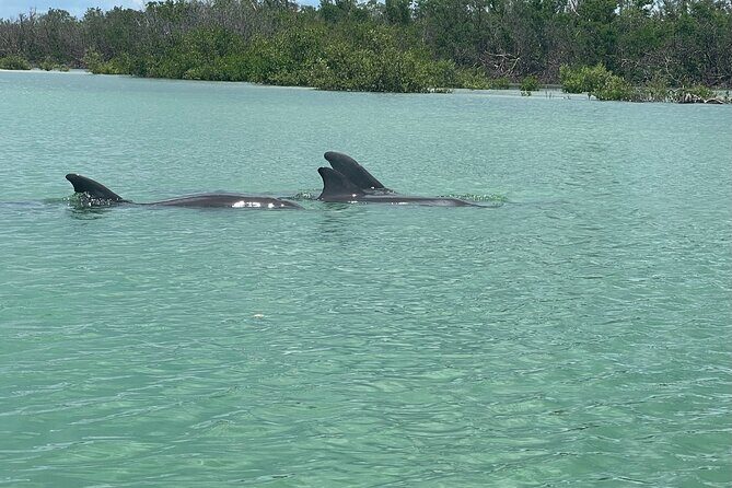 Self Guided EcoTour: Clear/Standard Kayaks -Bonita Springs - Final Thoughts