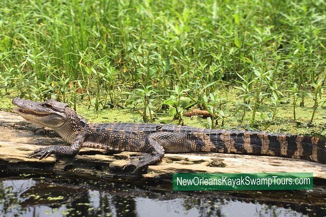 Self Guided Kayak Bayou Swamp Tour - Past Traveler Experiences
