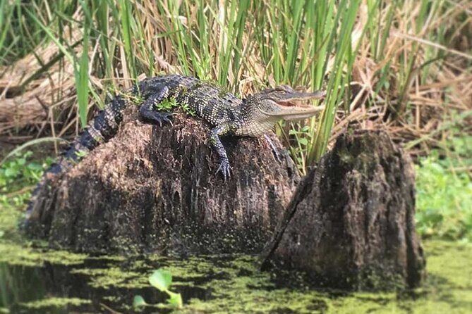 Self Guided Kayak Bayou Swamp Tour - Practical Details and Considerations