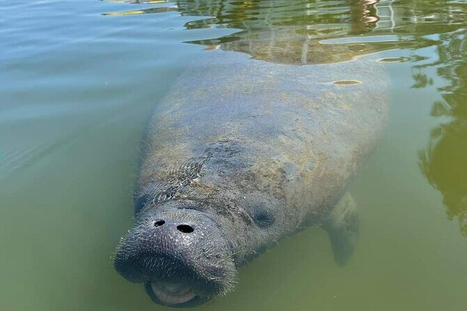 Self-Guided Kayaking Manatee and Dolphin Tour - The Realities of the Experience