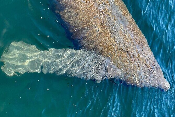 Self-Guided Kayaking Manatee and Dolphin Tour - Who Will Love This Tour?