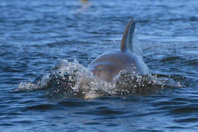 Self-Guided Kayaking Manatee and Dolphin Tour - FAQ