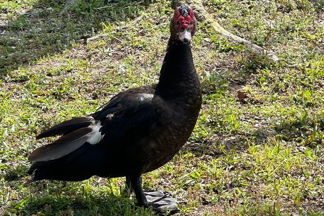 Self Guided Lakefront Tour on Electric Bike in Kissimmee (3 hrs.) - Final Thoughts: Who Should Consider This Tour?