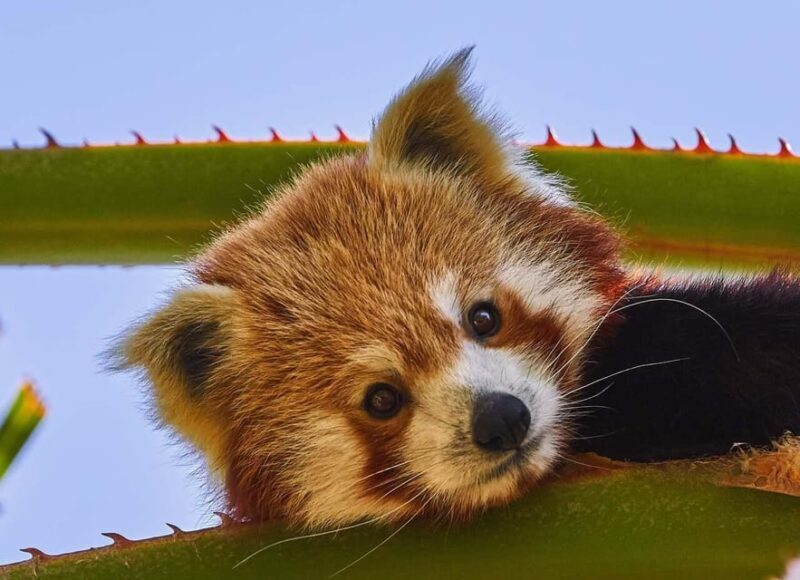 Selwo Aventura Admission Ticket with Skip-the-Line Access - Exploring Selwo Aventura: An Honest Look at This Wildlife Adventure