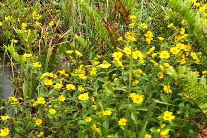 Semi-Private 1-Hour Airboat Tour of Miami Everglades - Who Will Love This Tour?