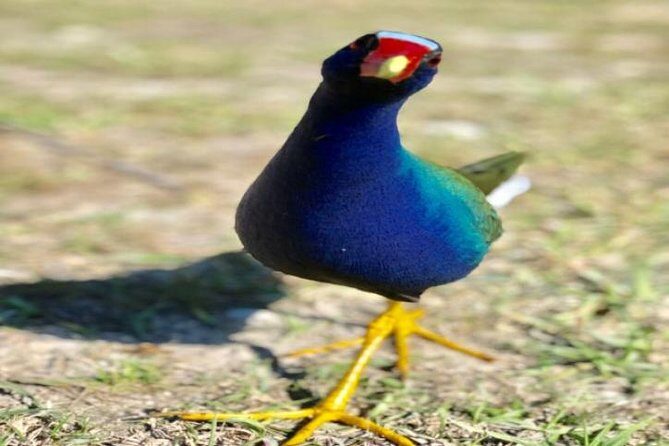 Semi-Private 1-Hour Airboat Tour of Miami Everglades - Who Might Want to Think Twice