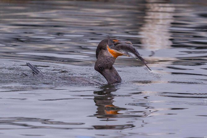 Semi-Private Manatee snorkeling with In Water Guide - What to Expect on the Tour