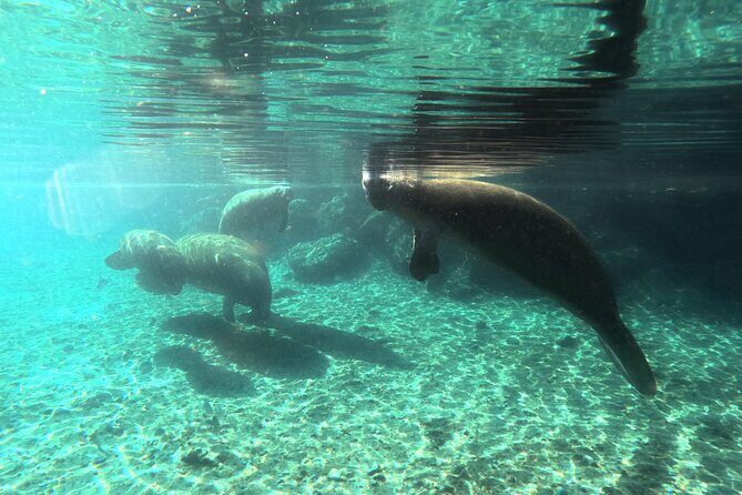 Semi Private Manatee Swim Tour - FAQs