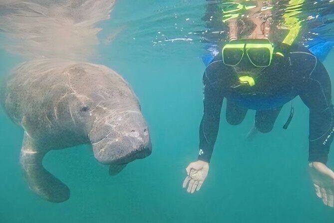 Semi-Private Manatee Swim Tour With Guide (Photos Included) - Who Will Love This Tour?