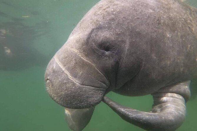 Semi-Private Manatee Swim Tour With In-Water Guide/Photographer - Practical Tips for Booking and Participating