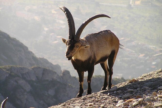 Semi-Private Montserrat Monastery, Funicular & Scenic Nature Walk - Who Will Love This Tour?
