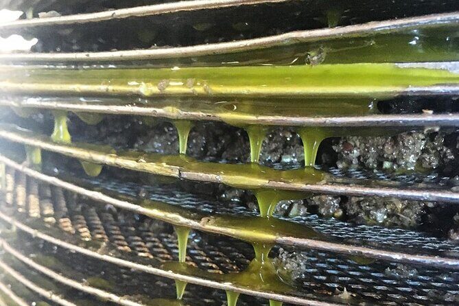 Semi- Private Olive Grove and Dragon Fruit Farm with Tastings - Key Points