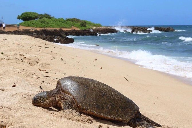 Semi-Private Surf Lesson - Who Is This Tour Best For?