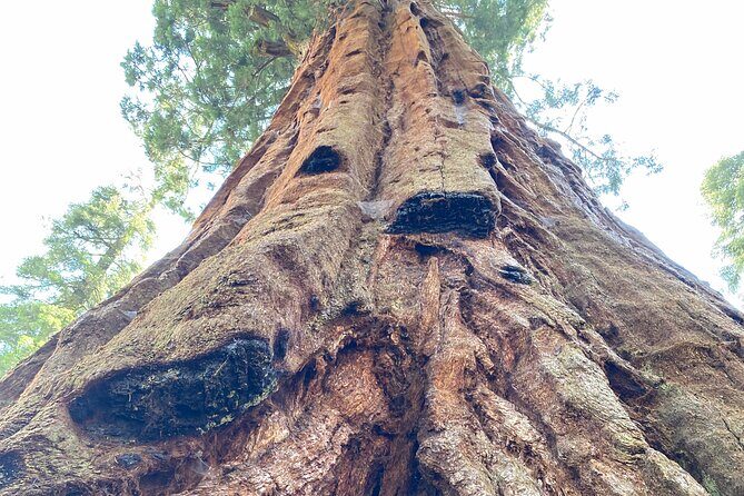 Semi Private Tour to Sequoia National Park with Lunch - Who Should Consider This Tour?