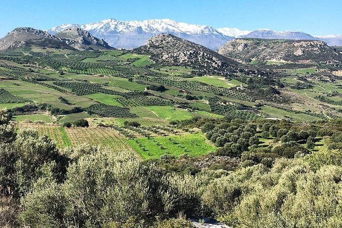 Semi Private Wine and Olive Oil tour (Transfer & Lunch Incl.) - Who Is This Tour Best For?