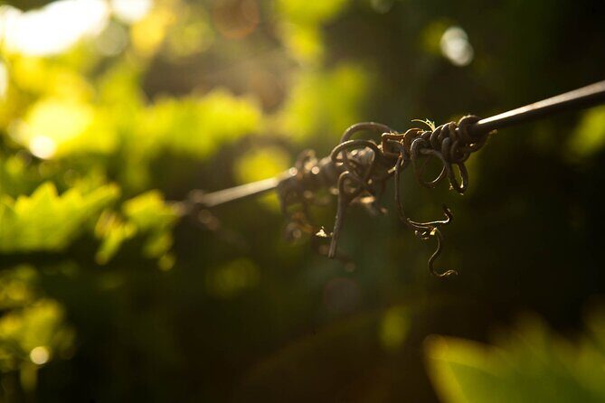 Semi Private Wine Tour of 2 wineries with Transfer and Lunch - A Deeper Look at the Itinerary