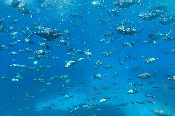 Semi-Submarine Tour from Agios Nikolaos - Accessibility & Practical Details