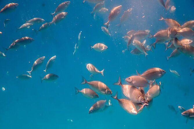 Semi-Submarine Tour from Agios Nikolaos - The Bottom Line: Is It Worth It?