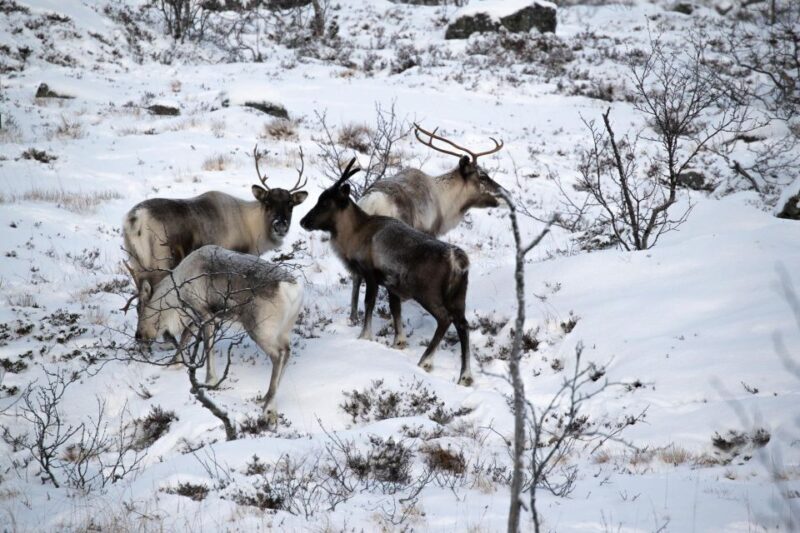 Senja Island: 4x4 Day Tour with Overlanding Senja - FAQ