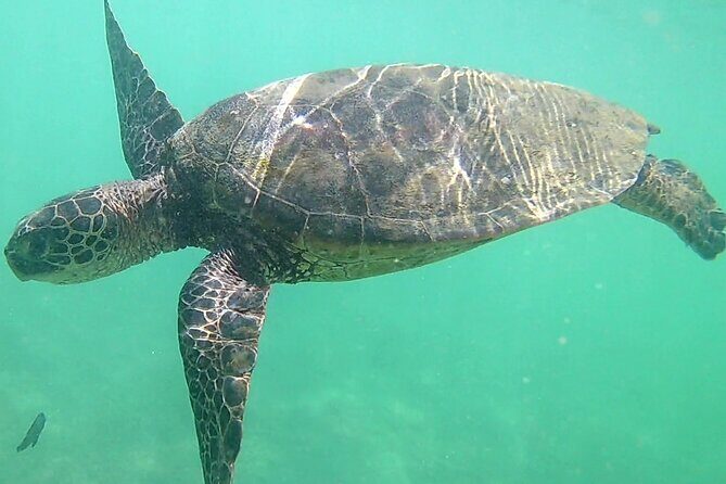 Sensational Sea Scooter Rentals - Who is this experience perfect for?