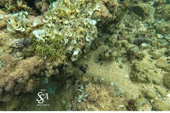 Sensational Sea Scooter Rentals - The Sum Up