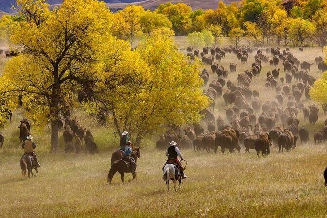 Sept 26 Only - 2025 Custer State Park Buffalo Roundup - Public - Is This Tour Right for You?