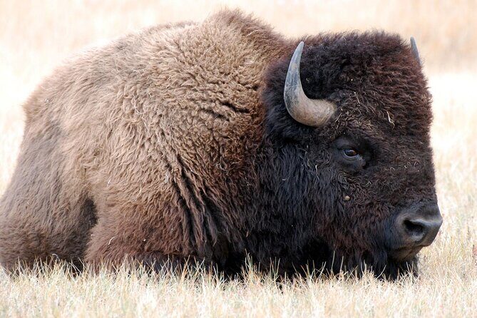 Sept 26 Only - 2025 Custer State Park Buffalo Roundup - Public - FAQs