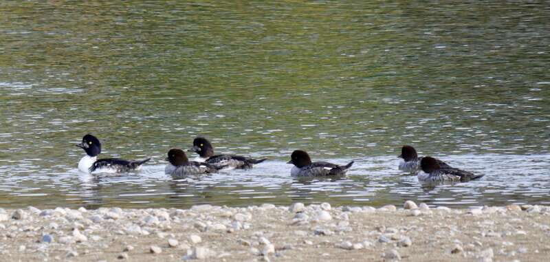September 2025 British Columbia Rocky Mountain Birding Tour - What You Can Expect from the Tour