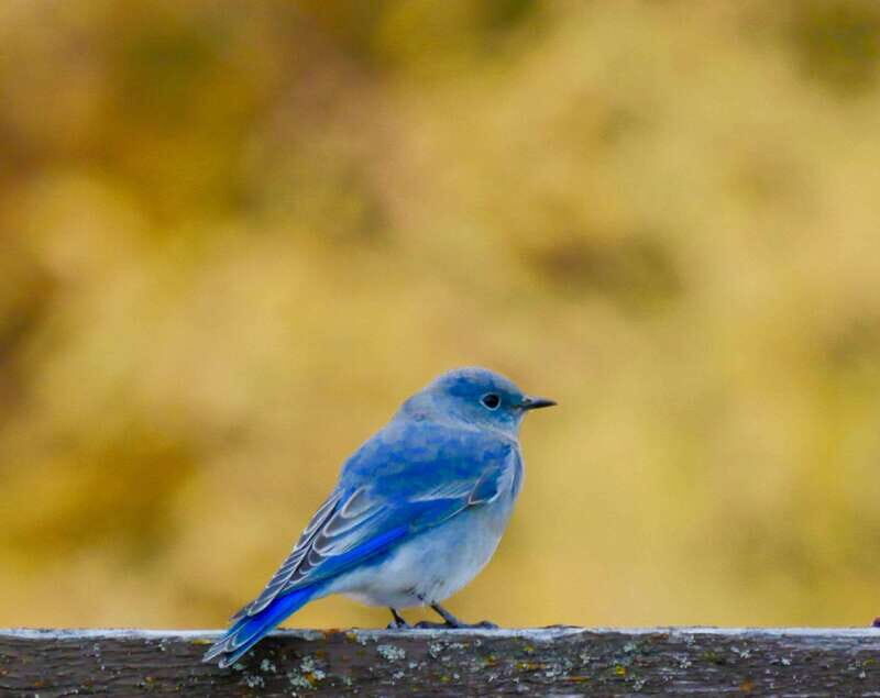 September 2025 British Columbia Rocky Mountain Birding Tour - Who Should Consider This Tour?