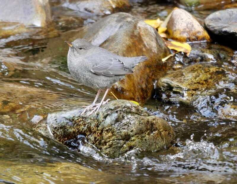 September 2025 British Columbia Rocky Mountain Birding Tour - Final Thoughts