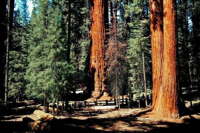 Sequoia Full Day Private Tour and Hike - Final Thoughts