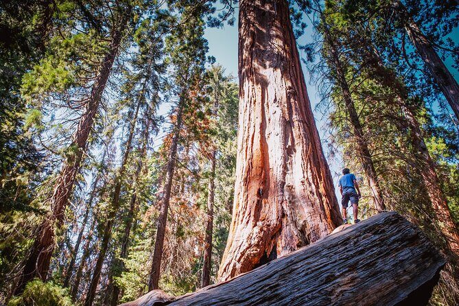 Sequoia & Kings Canyon Two Day Private Tour & Hike - Introduction