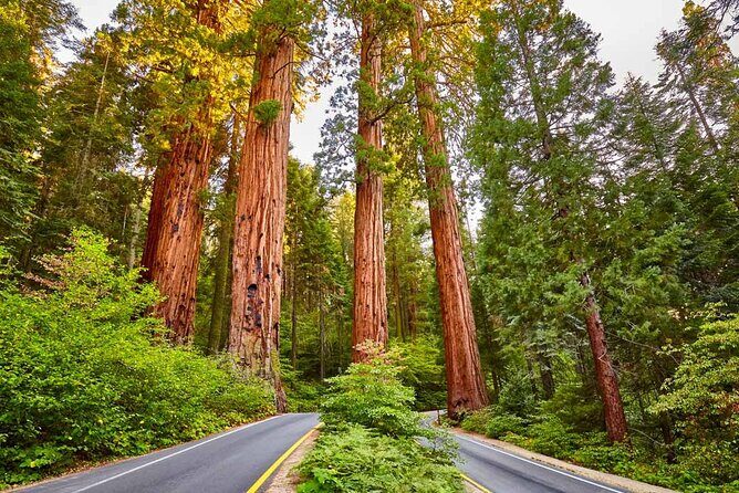 Sequoia National Park Private Tour - Exploring the Sequoia National Park Private Tour: An Honest Look