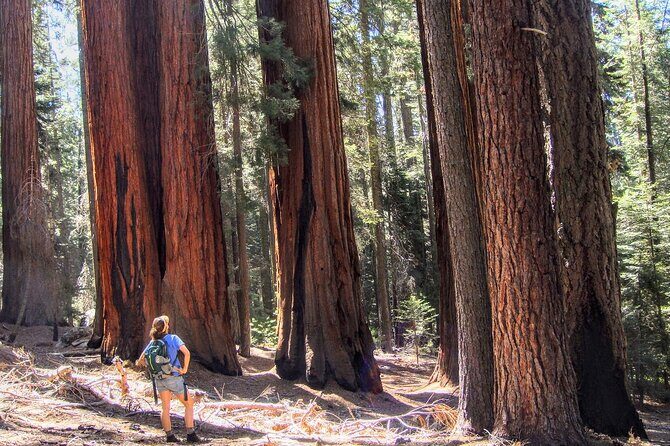 Sequoia National Park Private Tour - Key Points
