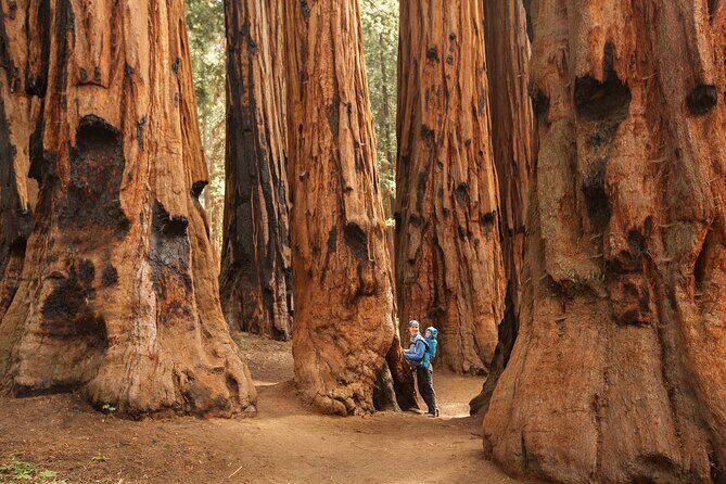 Sequoia National Park Small Group Tour from Three Rivers - A Deep Dive into the Experience