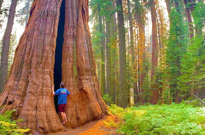 Sequoia National Park Small Group Tour from Three Rivers - Frequently Asked Questions
