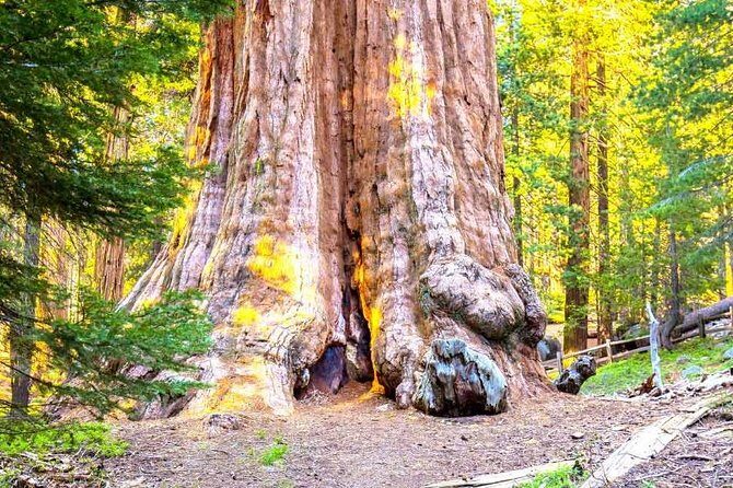Sequoia Park Private Tour - The Journey to Sequoia: What the Tour Offers