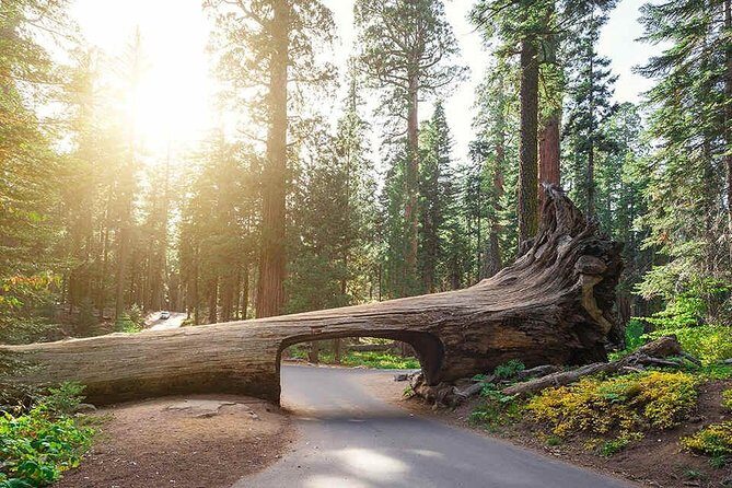 Sequoia Park Private Tour - Final thoughts