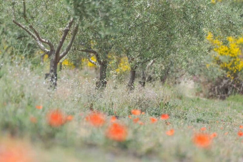 Serafica Top Experience: Wine & Olive Oil Tasting - Key Points