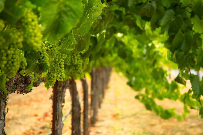 Serene and Romantic Wine Tasting Next to the Vines in Napa Valley - An Honest Look at the Experience