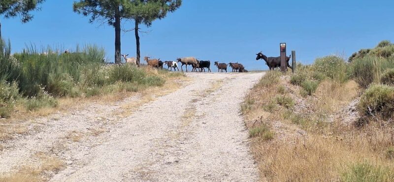 Serra da Estrela: Adventure Trails & Waterfalls Quest - A Closer Look at the Experience
