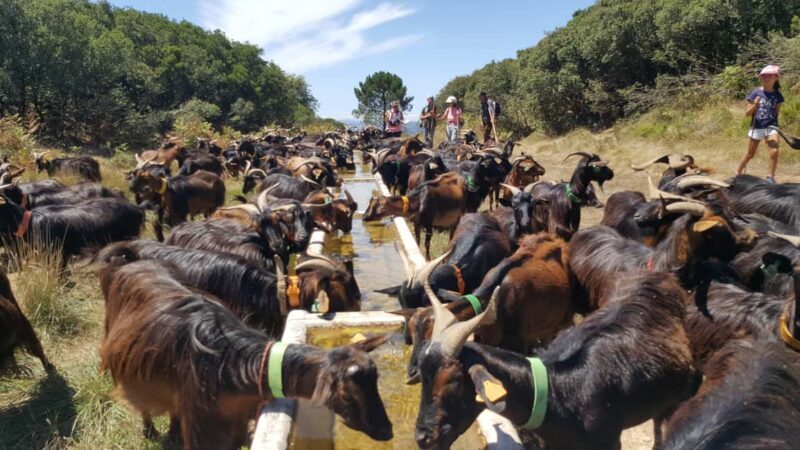 Serra dos Candeeiros by Van: Natural Park and Cave - The Value of the Experience