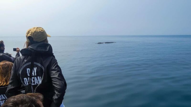 Sesimbra: Arrábida Dolphin and Whale Watching with Biologist - The Practical Side: Price, Duration, and Comfort