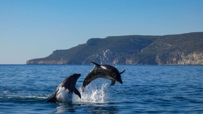Sesimbra: Arrábida Dolphin and Whale Watching with Biologist - The Experience Through the Eyes of Reviewers