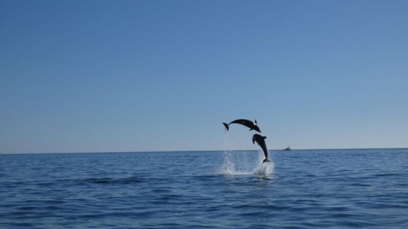 Sesimbra: Arrábida Dolphin and Whale Watching with Biologist - FAQ