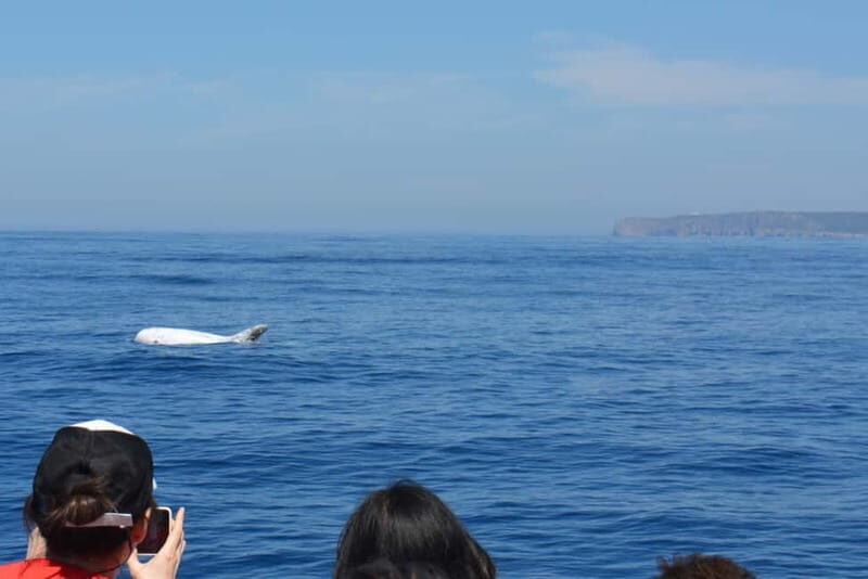 Sesimbra: Dolphin and Whales Watching with Biologist Guide - The Sum Up