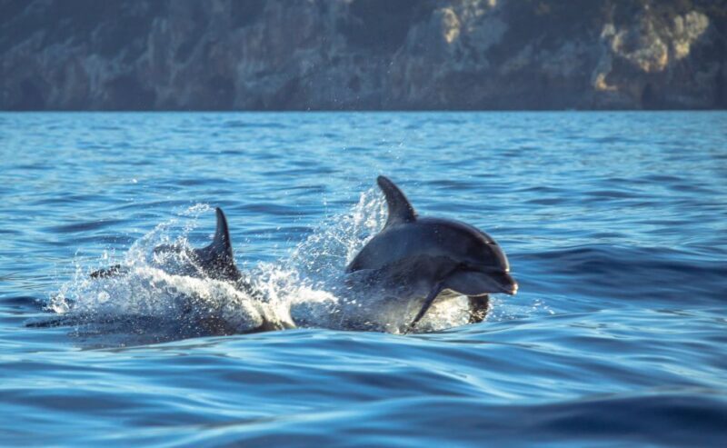 Sesimbra: Dolphin Watching with a marine biologist - What to Expect on Your Dolphin Watching Tour