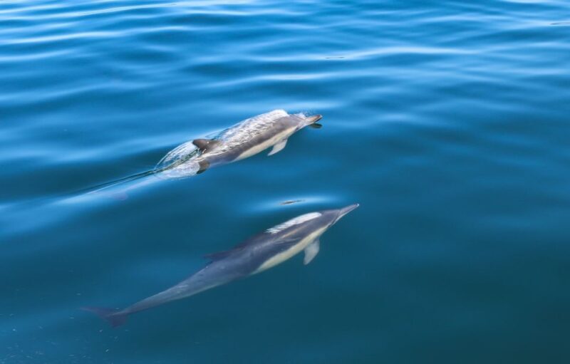 Sesimbra: Dolphin Watching with a marine biologist - FAQ