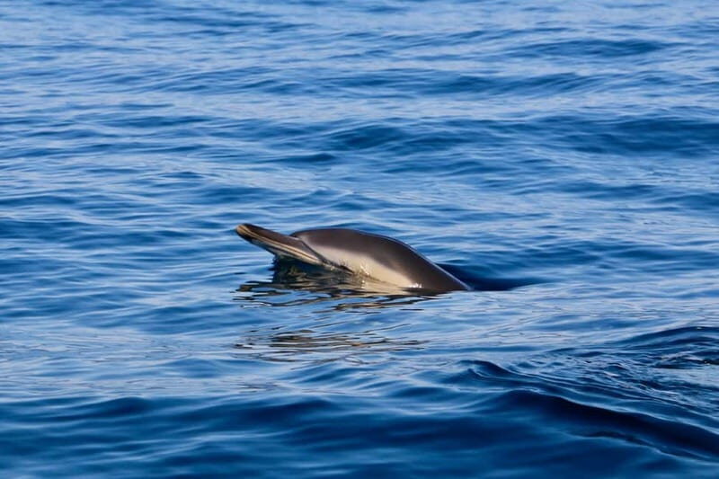Sesimbra: Dolphin watching with marine biologist - Key Points